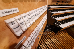 Main Organ